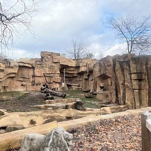 African Lion Exhibit