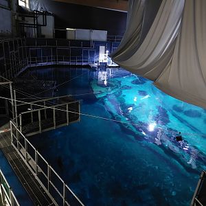 Shark tank from above