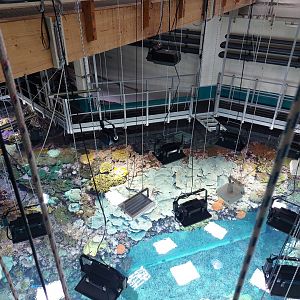 Living coral reef from above