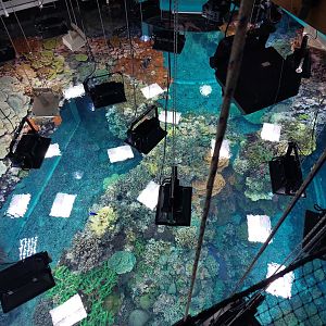 Living coral reef from above