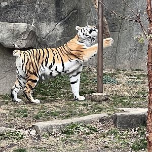 Amur Tiger.  Tail lost due to injury when younger.