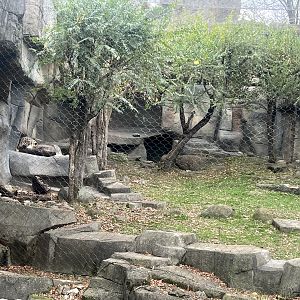 Snow Leopard Exhibit