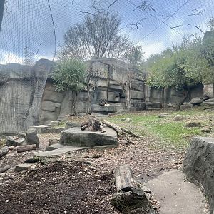 Snow Leopard Exhibit