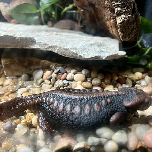 Chinese Emperor Newt