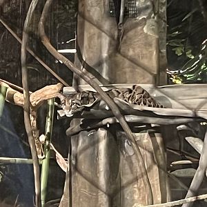 Clouded Leopard