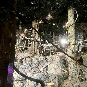 Clouded Leopard Exhibit