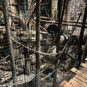 Binturong Exhibit