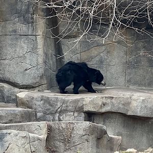 Sloth Bear