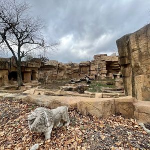African Lion Exhibit