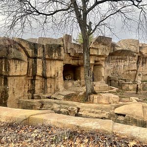 African Lion Exhibit