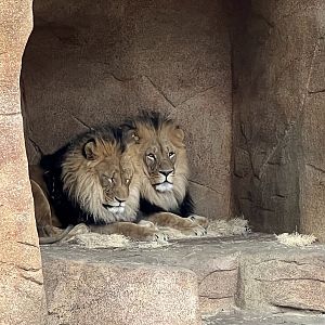 African Lions