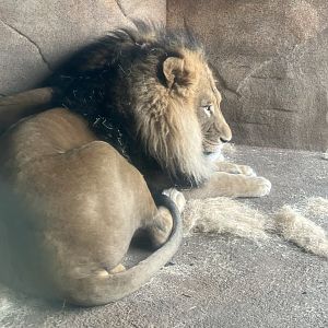 African Lions