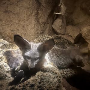 Bat-eared Fox