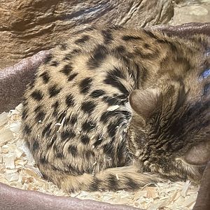 Black-footed Cat