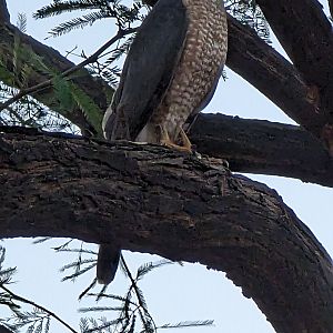 Cooper's hawk (Accipiter cooperii)