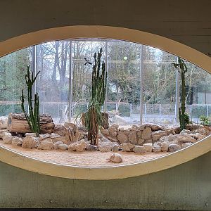 Fennec fox exhibit