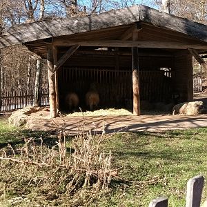 Valais Blacknose Enclosure