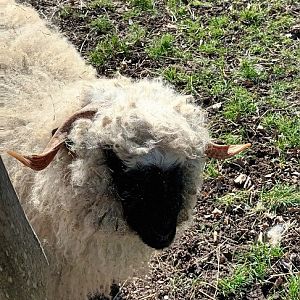Valais Blacknose