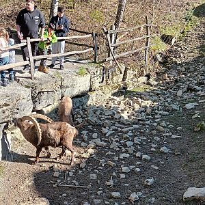 Part of Alpine Ibex Enclosure