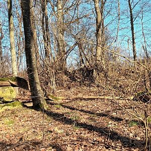 Inside of the walkthrough Eurasian Eagle Owl Aviary