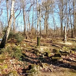 Inside of the walkthrough Snowy Owl Aviary