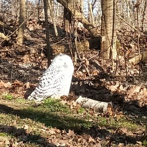 Snowy Owl