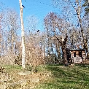 Inside of the Eurasian walkthrough Aviary
