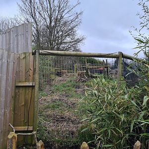 Southern Aardwolf Exhibit
