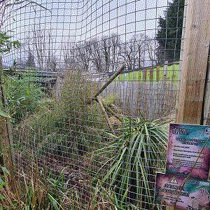 Geoffroy's Cat Exhibit