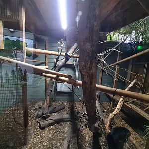 Brazilian Porcupine, Goeldi's, and Armadillo Exhibit