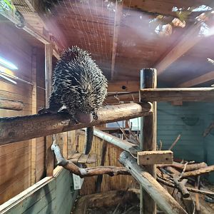 Brazilian Porcupine and Primate Exhibit