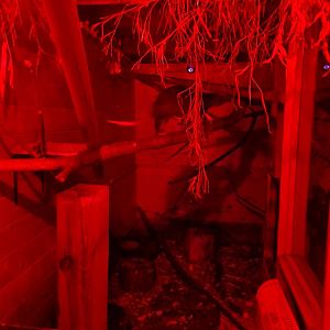 Ground Cuscus Exhibit