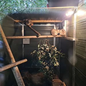 Rusty Spotted Cat Exhibit