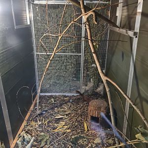 Ring-Tailed Vontsira Exhibit