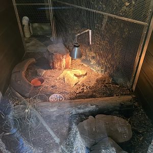 Short-beaked Echidna Exhibit