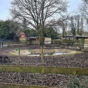 Tapir and Capybara Paddock