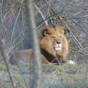 Old man Boomer (African lion)