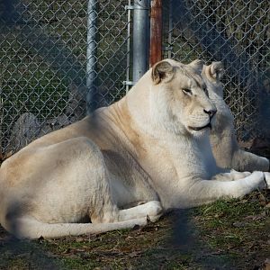 Siblings (African lion, leucistic)