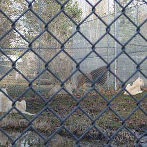 The Pride (African lion)