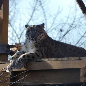 Kyanada (Snow leopard)