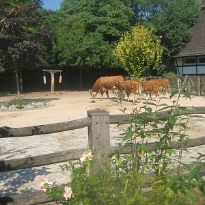 Berlin Zoo - Hans im Glück - Cattle exhibit