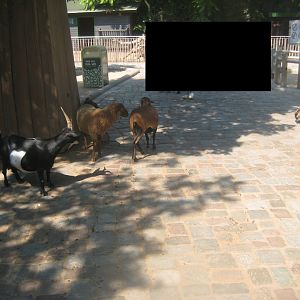 Berlin Zoo - Hans im Glück - Main exhibit