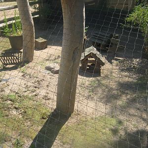 Berlin Zoo - Hans im Glück - Guinea pig exhibit