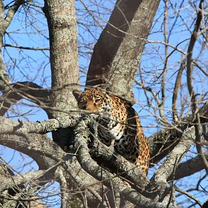 Jaguar Over 20ft Up in a Tree!