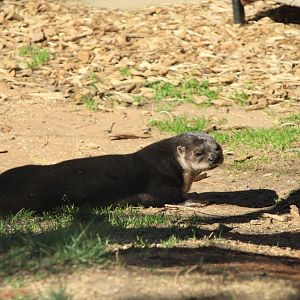 Spot-necked Otter