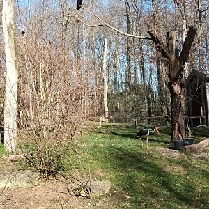 Carrion Crow and Black Stork