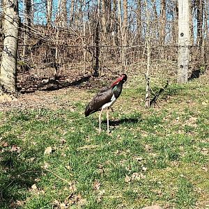Black Storks