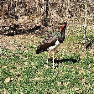 Black Stork