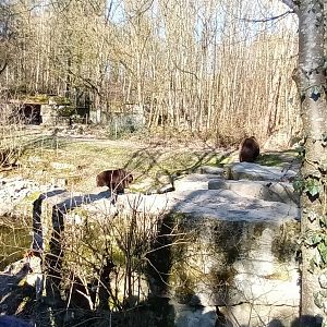 European Brown Bear Enclosure