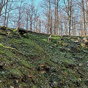 Inside of the walkthrough Eurasian Griffon Vulture Aviary